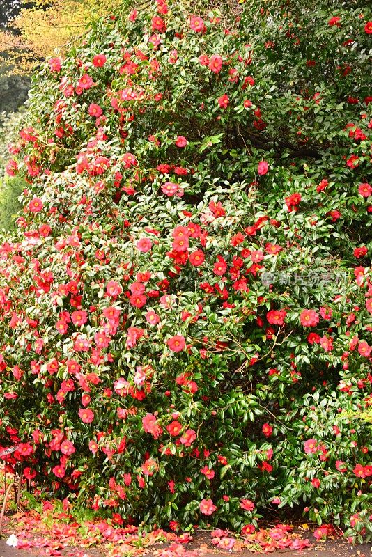 茶花/日本茶花